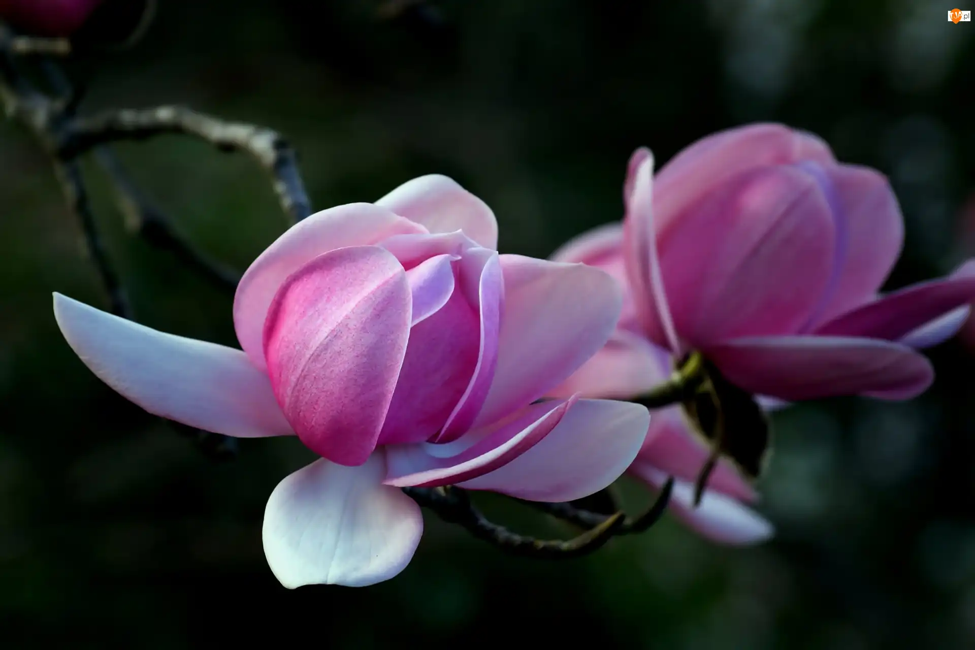 Gałąź, Magnolia