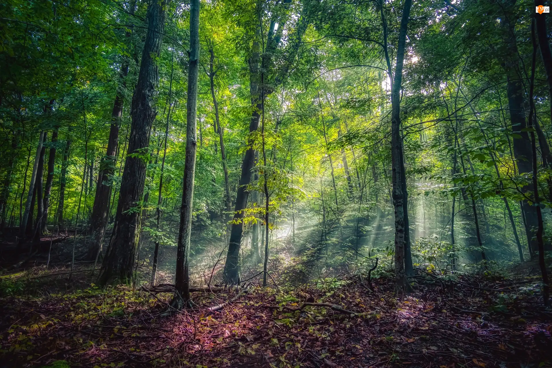 Las, Rezerwat przyrody w Leland, Przebijające światło, Stany Zjednoczone, Drzewa, Stan Michigan