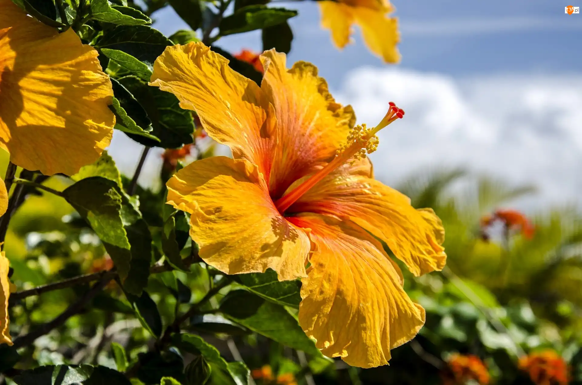 Hibiskus, Żółty