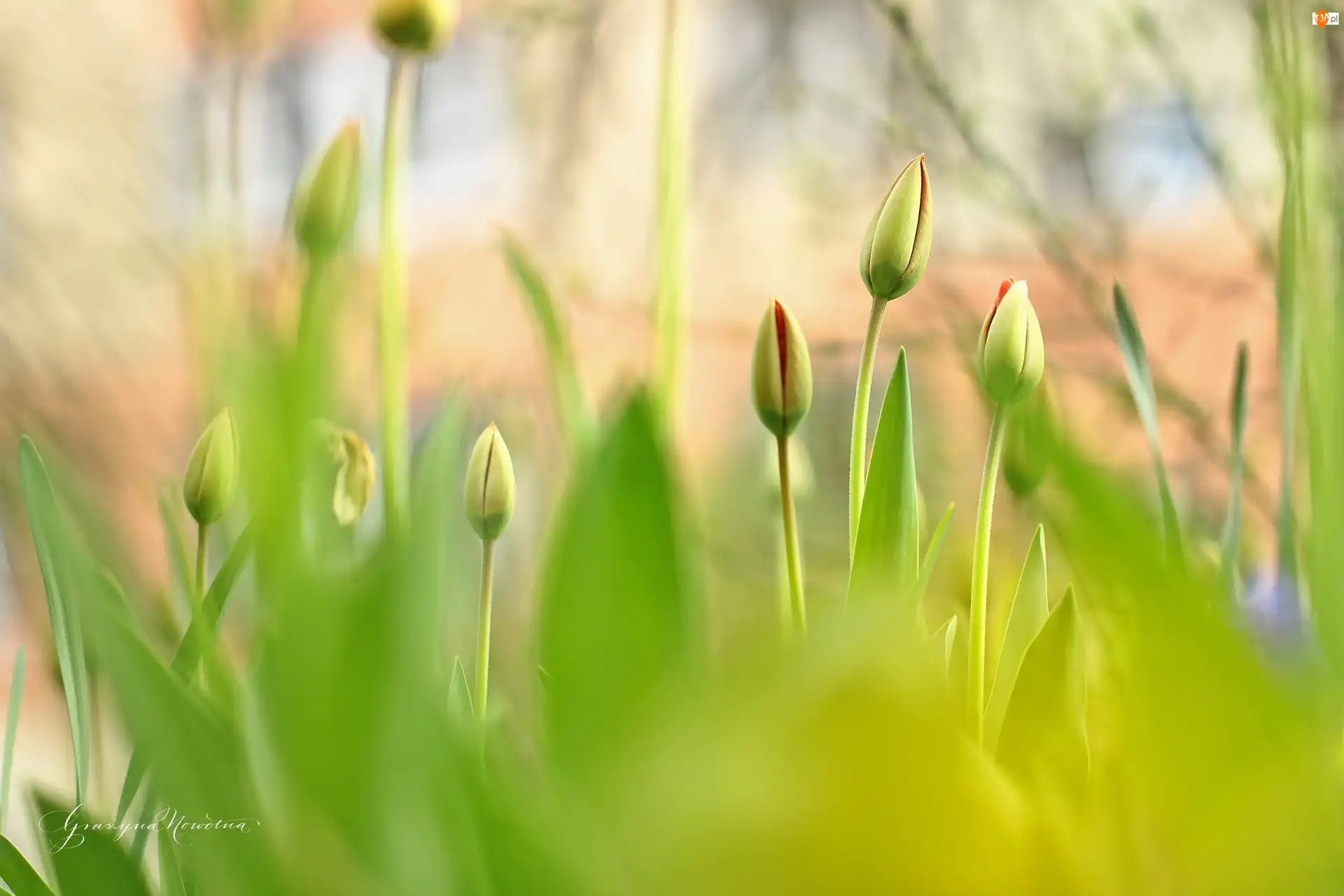 Kwiaty, Tulipany, Pąki