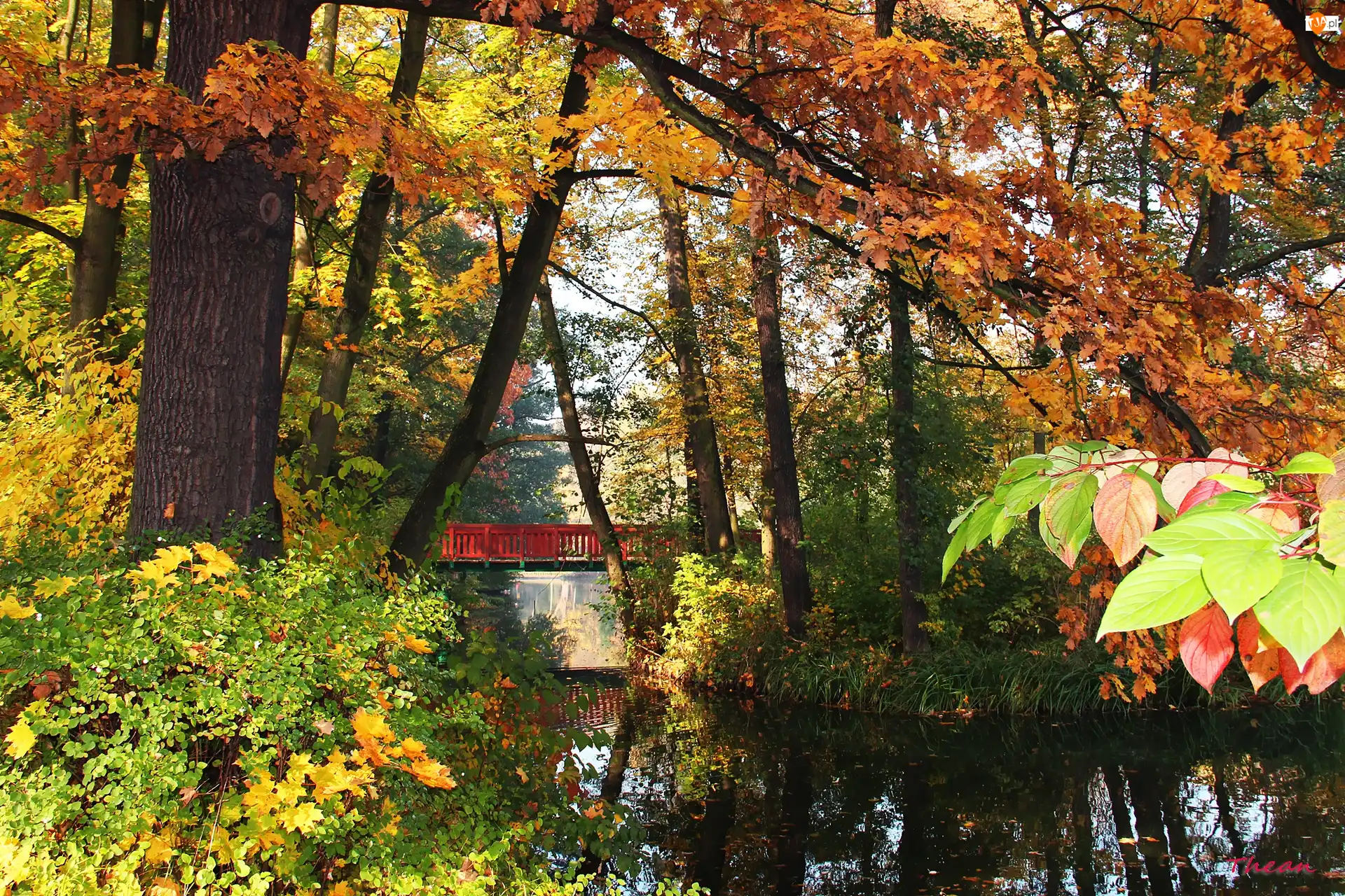 Jesień, Park, Liście, Jezoro, Kolorowe, Most
