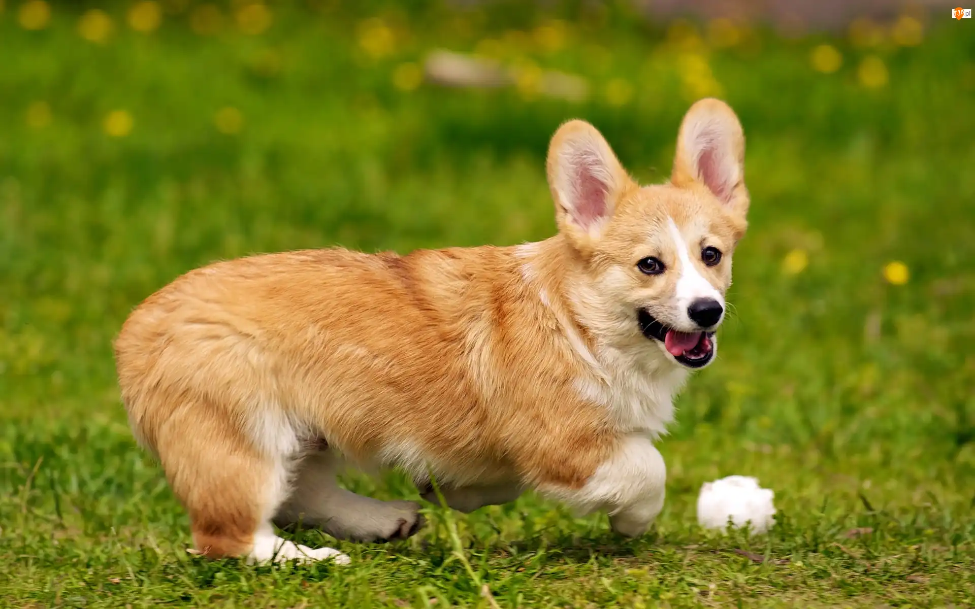 Piłeczka, Welsh corgi pembroke