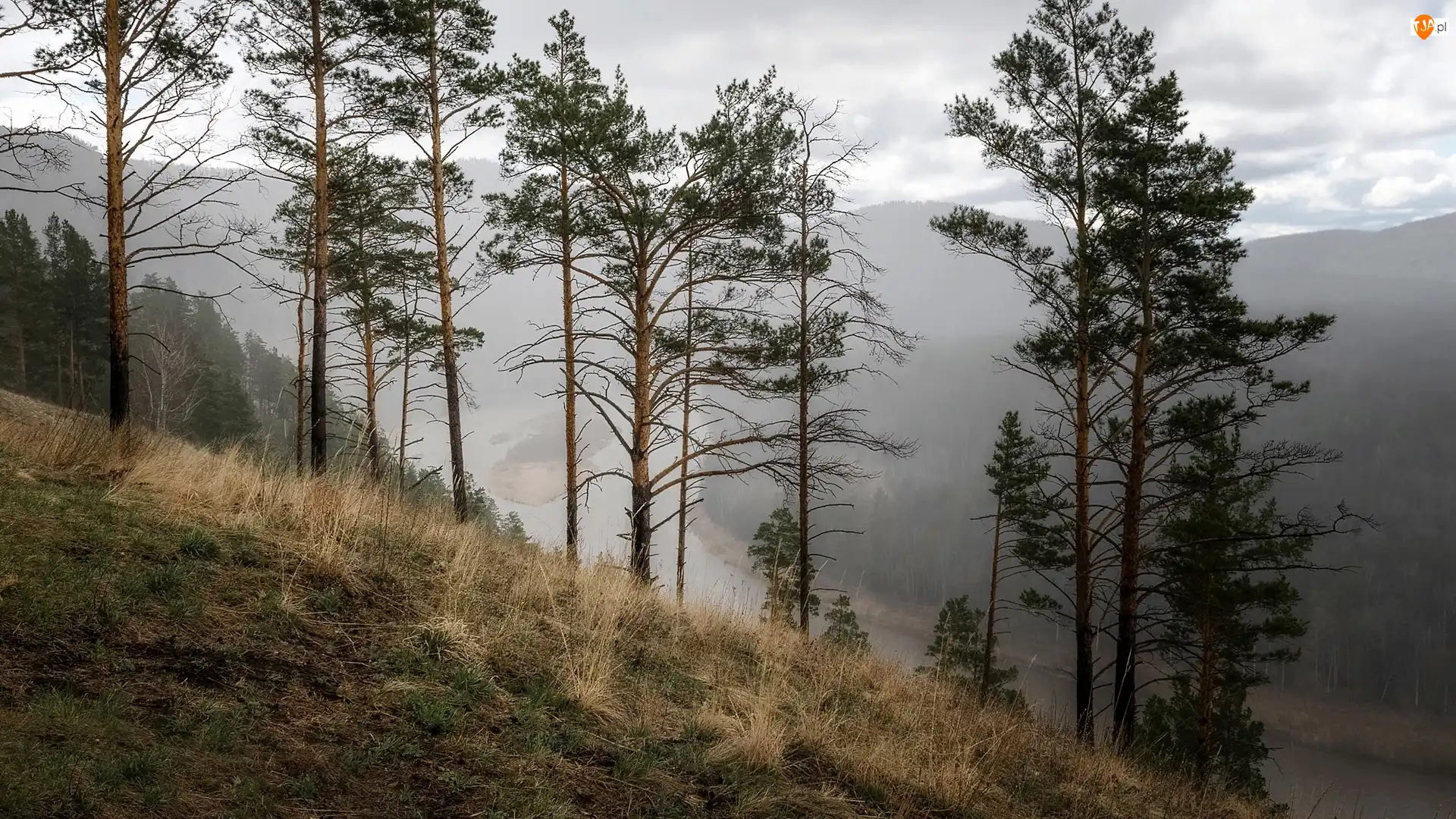Mgła, Skarpa, Drzewa, Rzeka
