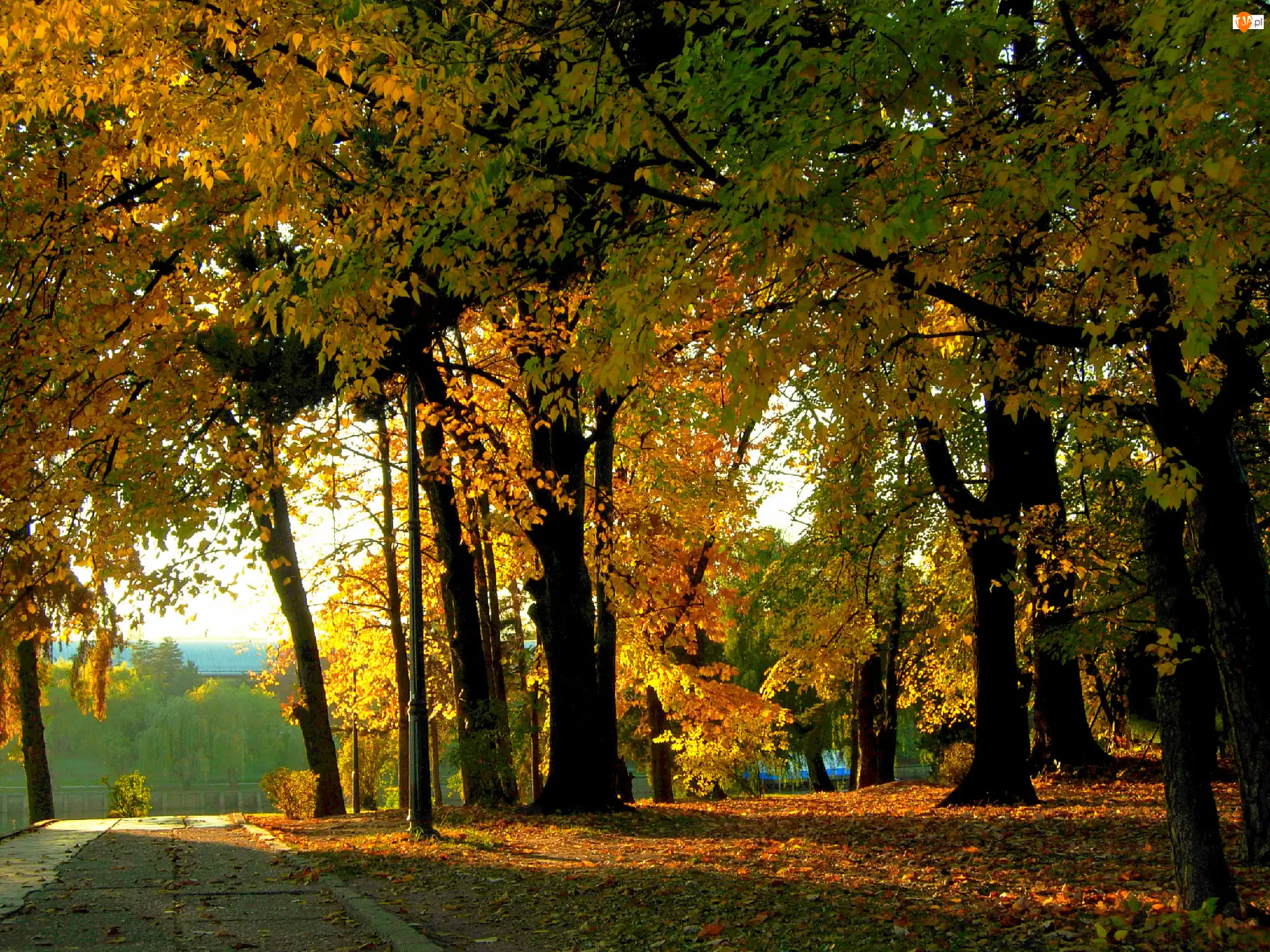 Liście, Jesień, Park