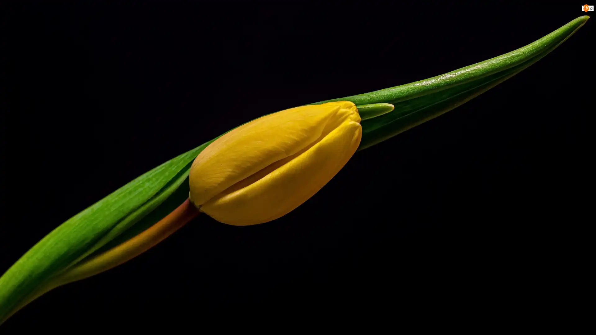 Tulipan, Żółty, Liście, Tło, Pąk, Ciemne
