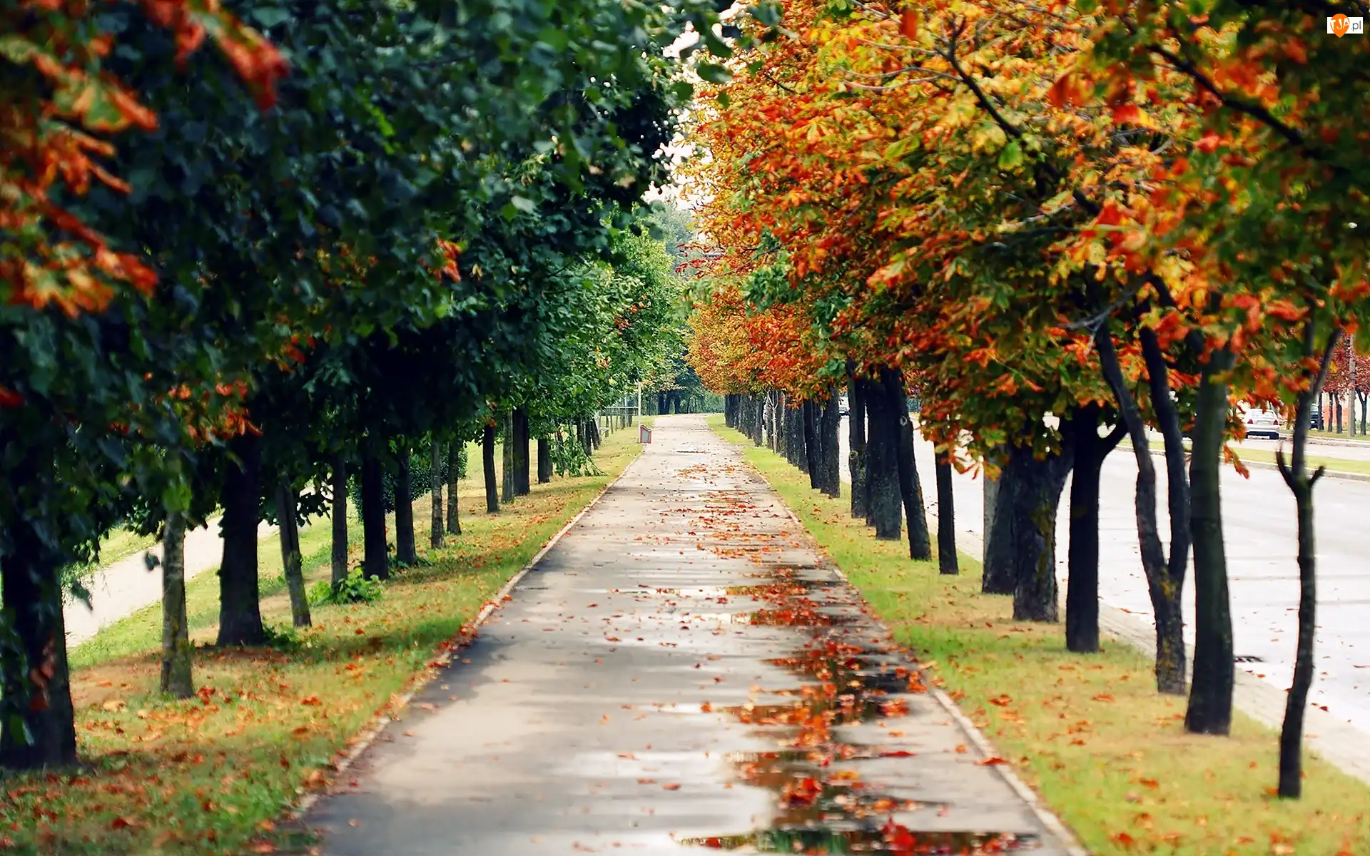 Park, Aleja, Liście, Jesień, Opadłe, Drzew, Szpaler