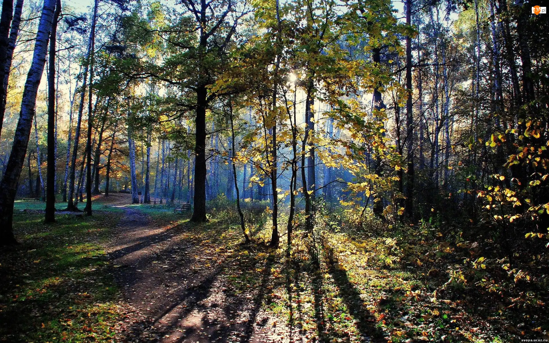 Przebijające, Cień, Las, Jesień, Światło