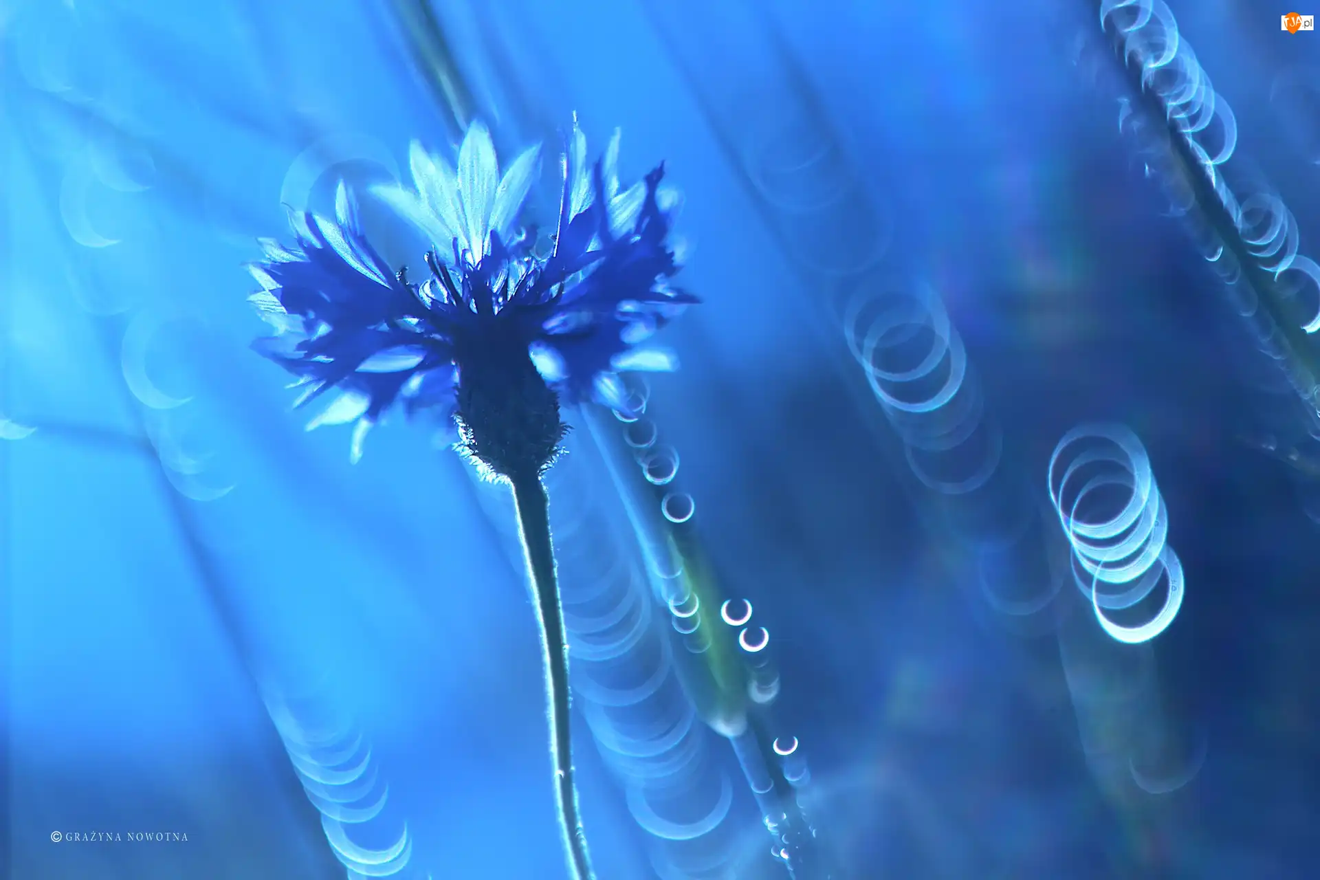 Bokeh, Chaber, Modrakowy, Kwiat