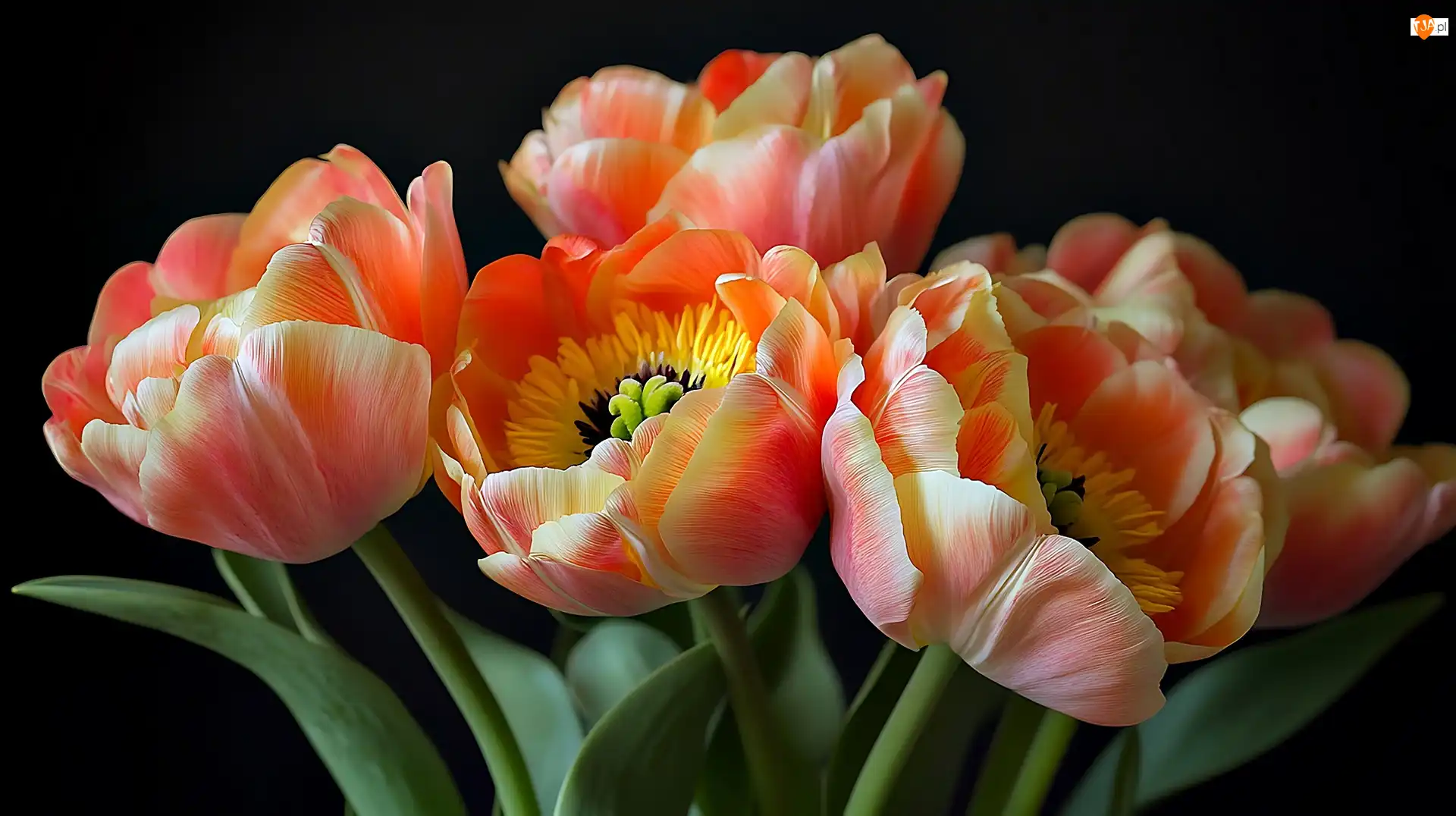 Grafika, Tulipany, Kolorowe, Kwiaty
