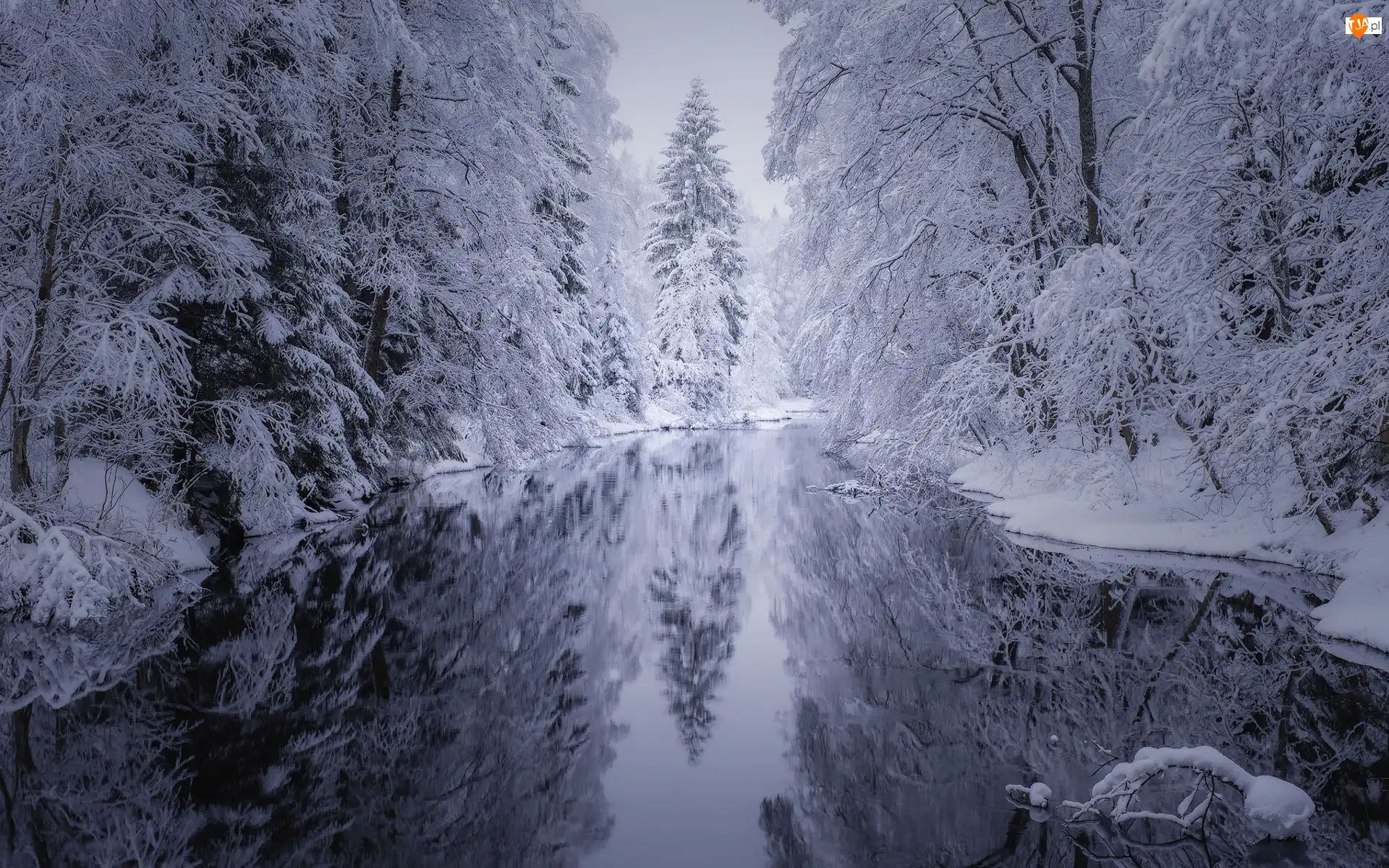 Las, Drzewa, Śnieg, Rzeka