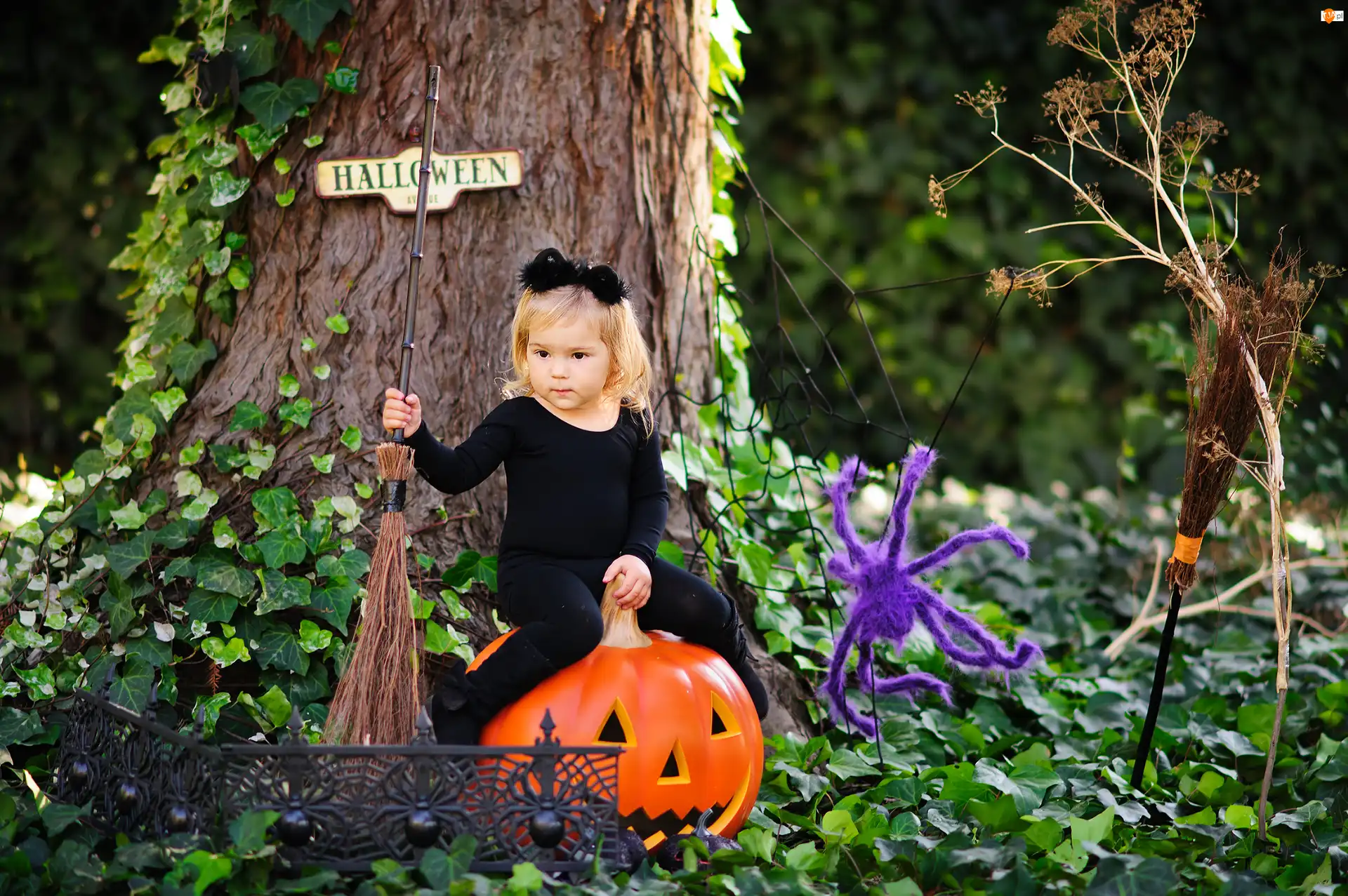 Miotła, Halloween, Dziewczynka, Pajęczyna, Park, Dynia, Pająk, Drzewo