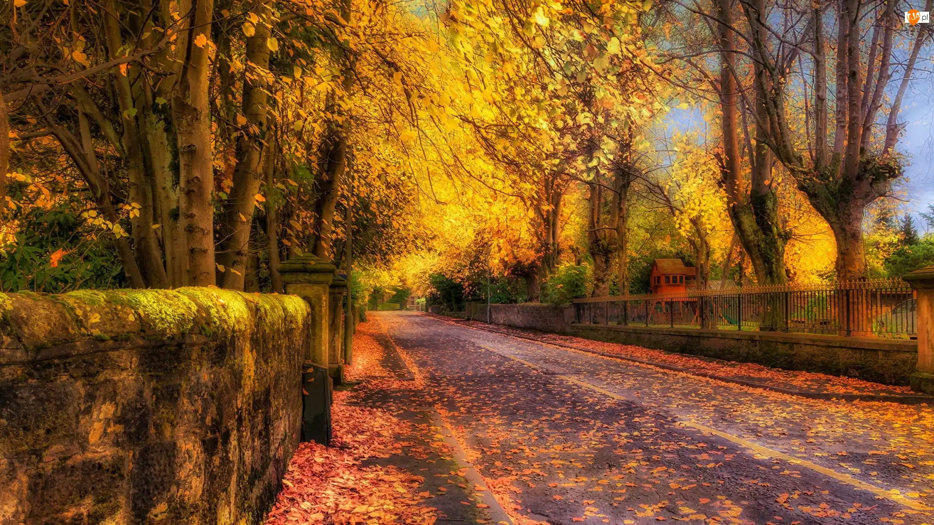 Drzewa, Jesień, Liście, HDR, Droga, Ogrodzenie