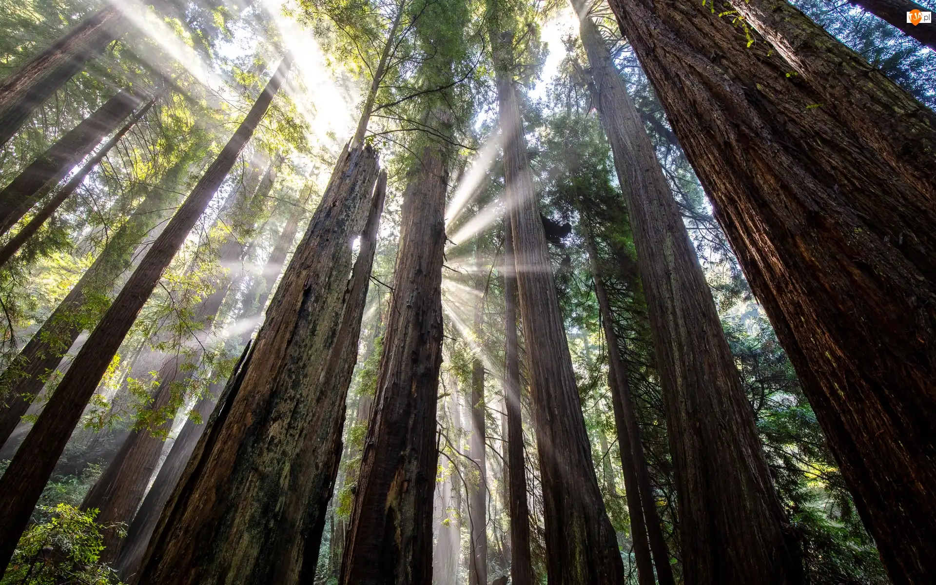 Drzewa, Sekwoje, Stany Zjednoczone, Las, Kalifornia, Prairie Creek Redwoods State Park, Przebijające światło
