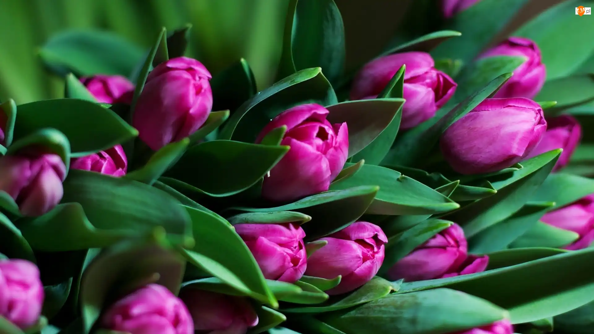 Tulipany, Kwiaty, Fioletowe