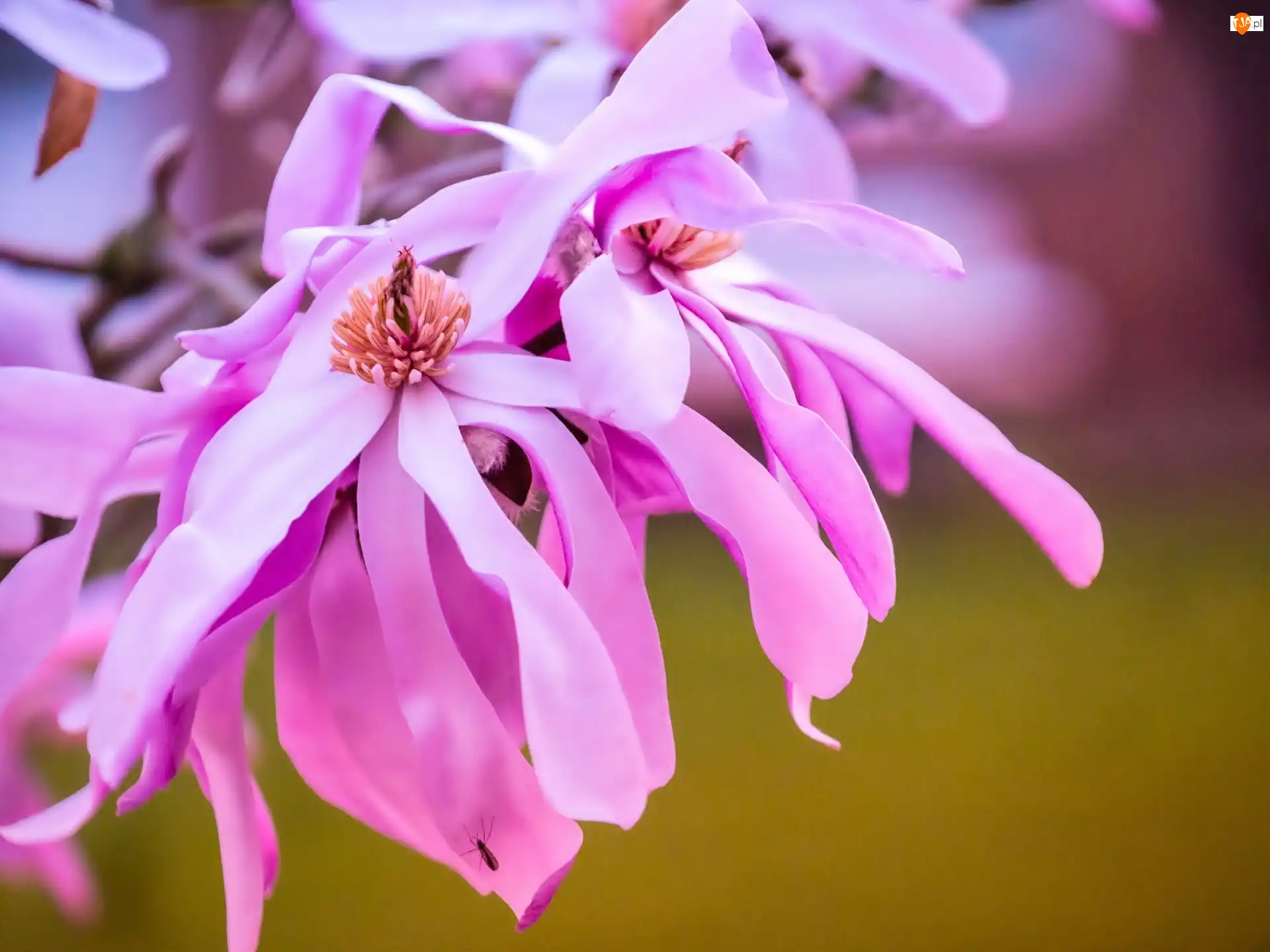 Magnolia, Różowa