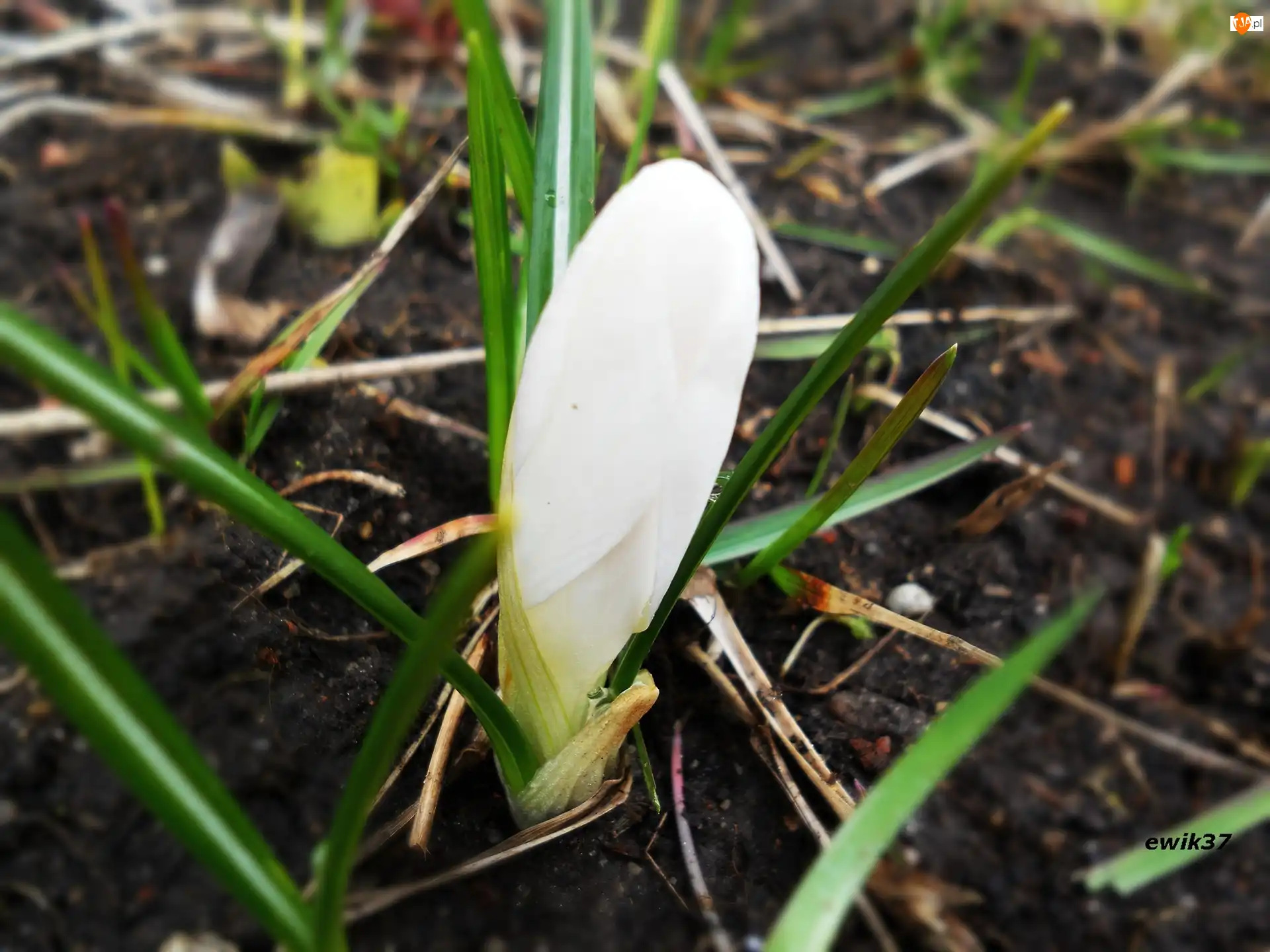 Pączek, Biały, Krokus