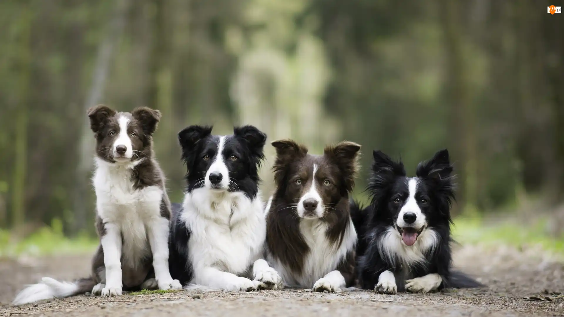 Alejka
, Cztery, Psy, Border collie