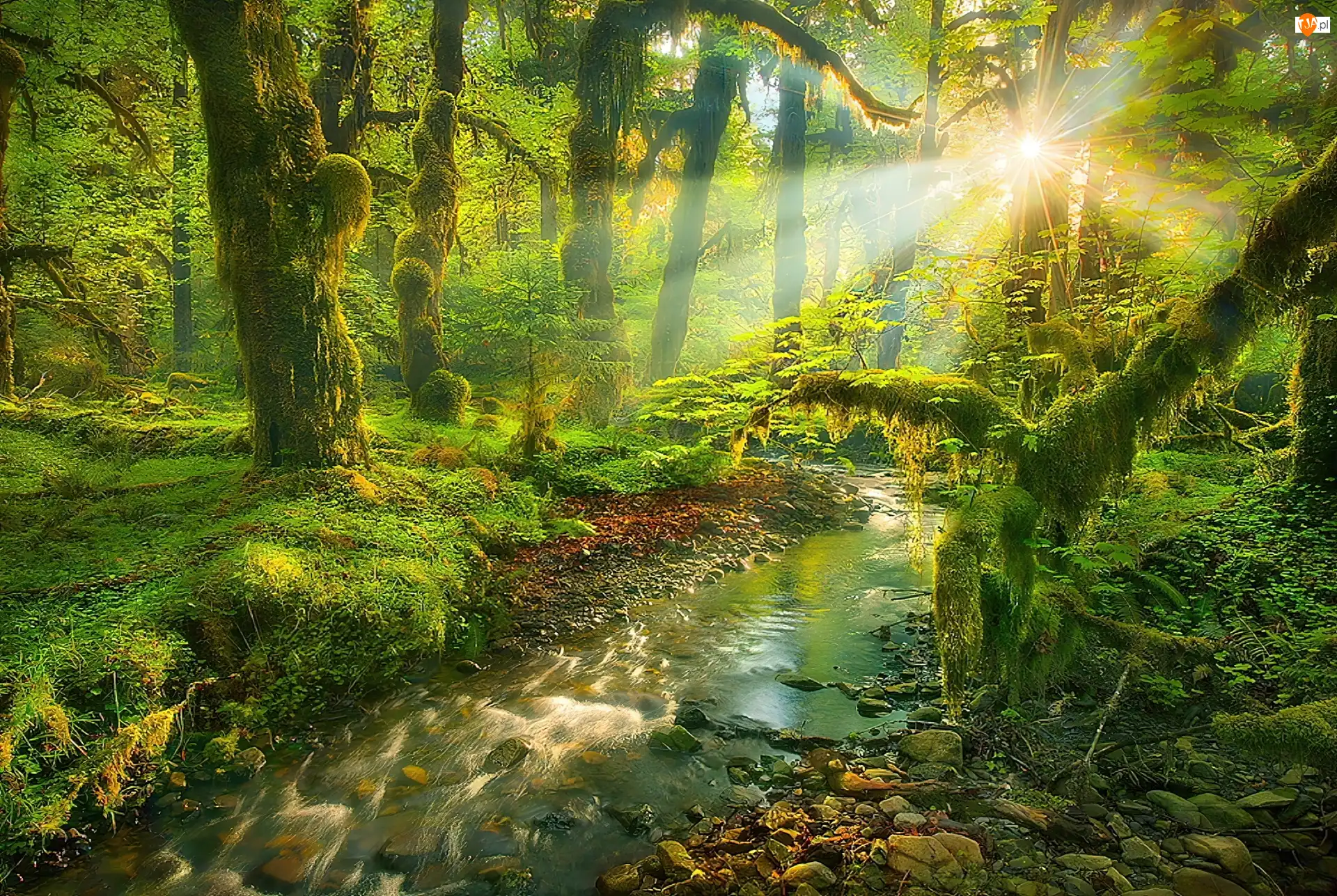 Rzeka, Promienie, Słońca, Las
