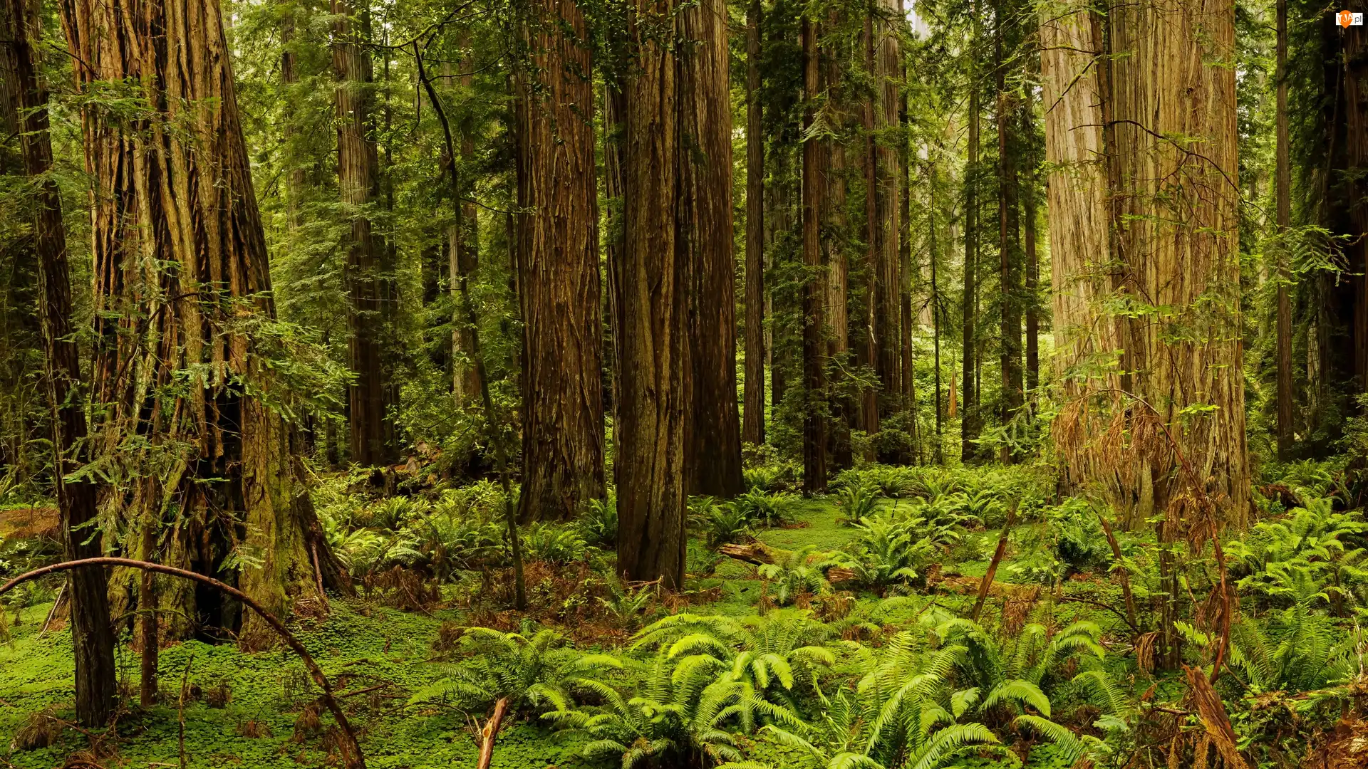 Stan Kalifornia, Stany Zjednoczone, Drzewa, Paprocie, Park Narodowy Redwood, Sekwoje