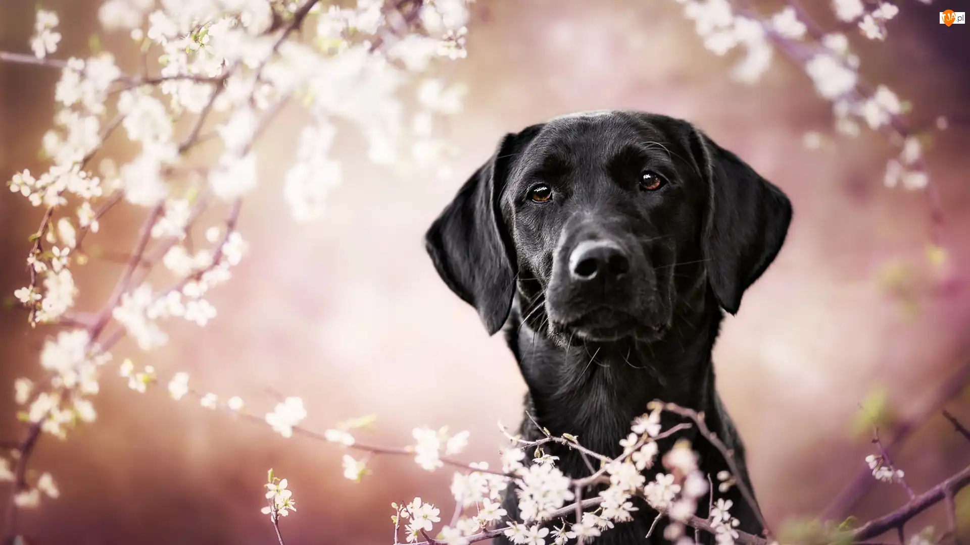 Labrador retriever, Gałązki, Pies, Czarny, Okwiecone