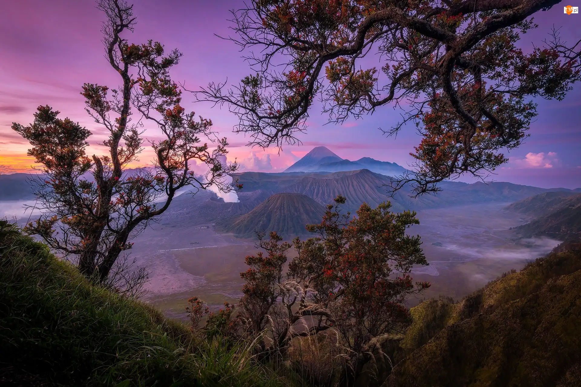 Drzewa, Indonezja, Jawa, Wulkany