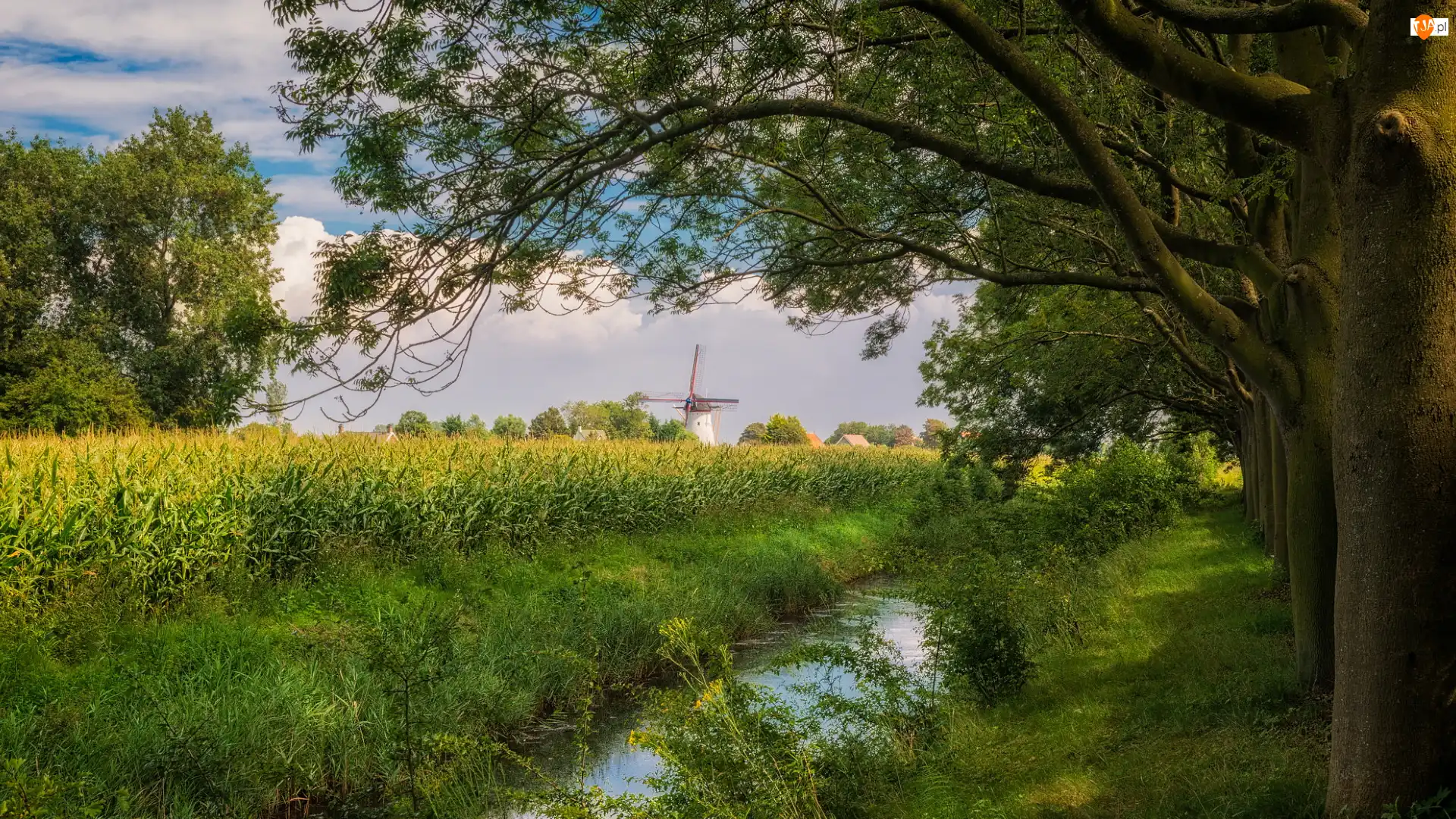 Wiatrak, Lato, Drzewa, Prowincja Zeeland, Kanał, Pola, Holandia, Rzeka