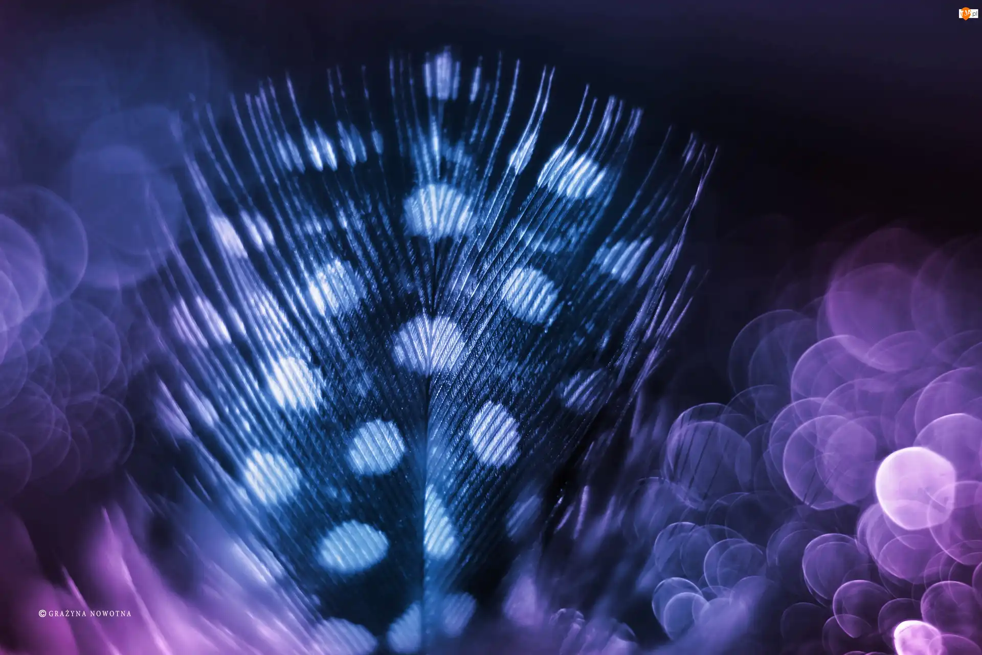 Bokeh, Piórko, Makro