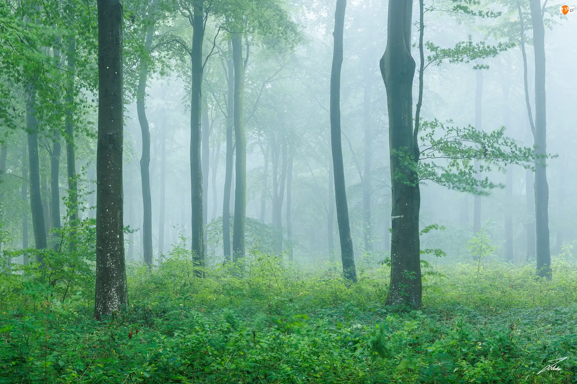Krzewy, Rośliny, Drzewa, Las, Mgła