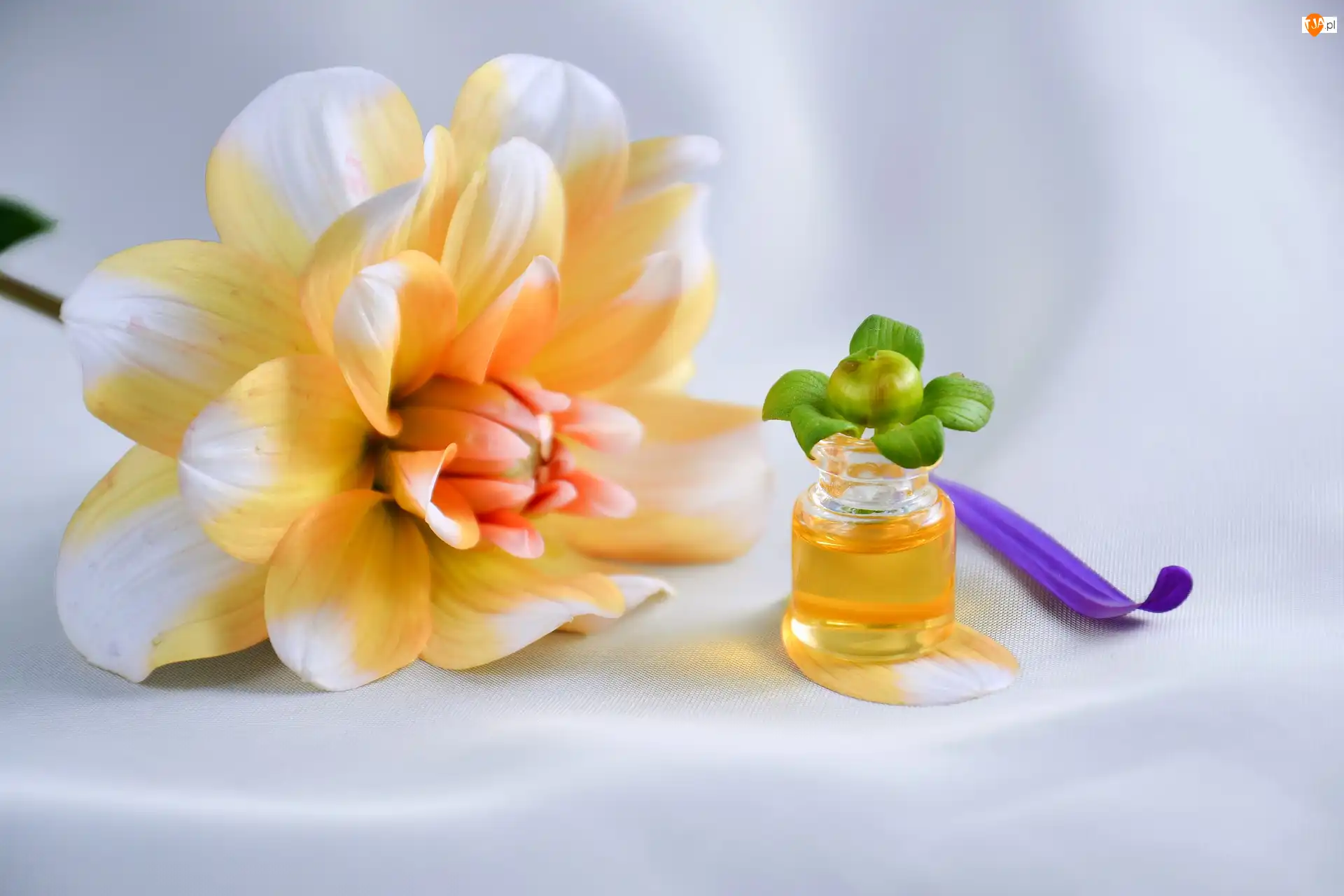 Aromaterapia, Dalia, Olejek, Buteleczka, Kwiat
