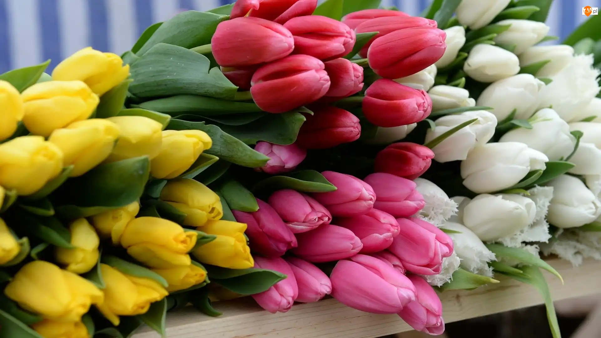 Tulipany, Żółte, Różowe, Białe