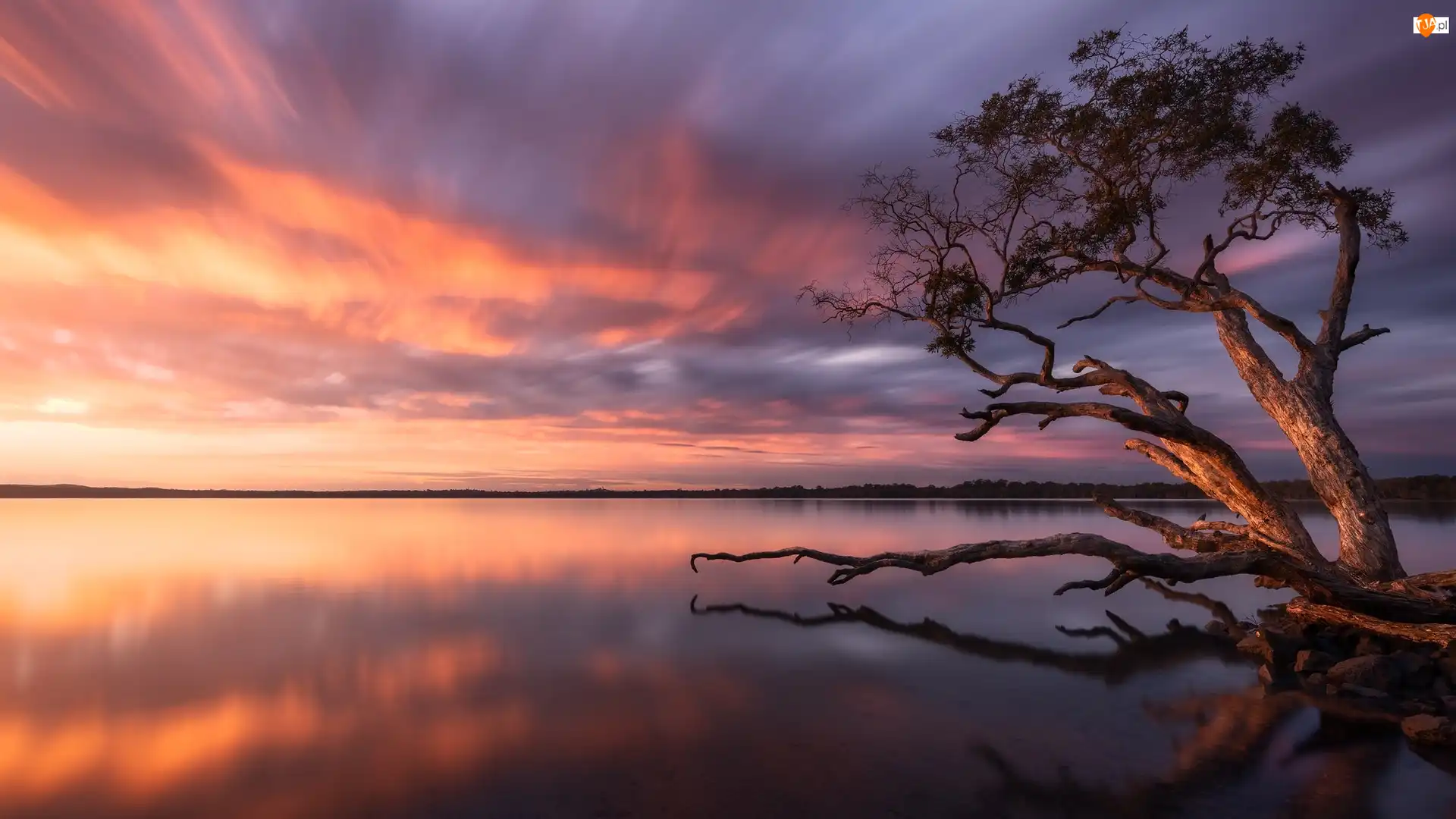 Jezioro, Wschód słońca, Drzewo, Australia, Weyba Lake, Queensland