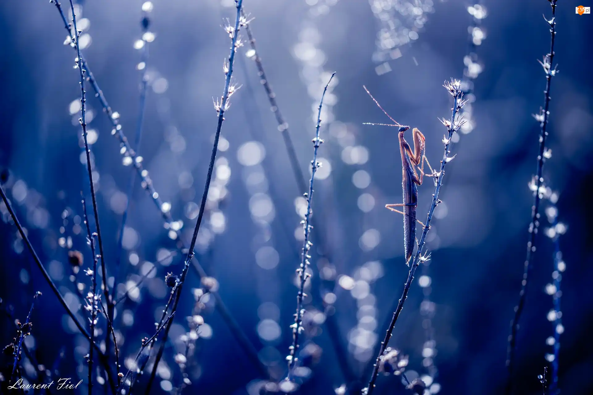 Bokeh, Modliszka, Źdźbła, Trawa