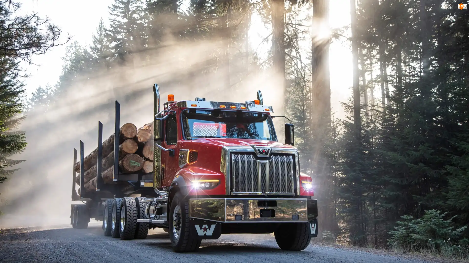 Western Star 49X, Kłody, Przebijające światło, Ciężarówka, Droga, Las, Drewna
