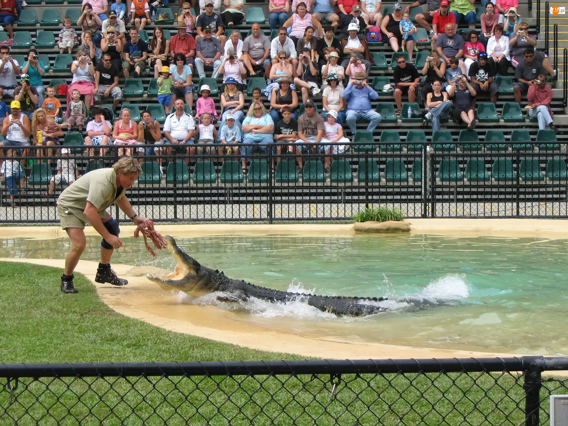 Ludzie, Steve, Krokodyli, ZOO, Irwin, Pokazy, Australia, Łowca