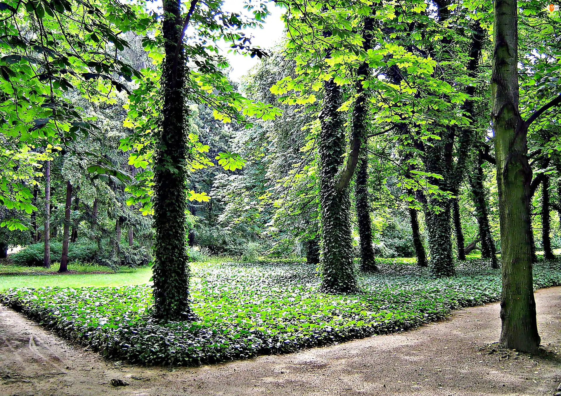 Ścieżka, Park, Drzewa