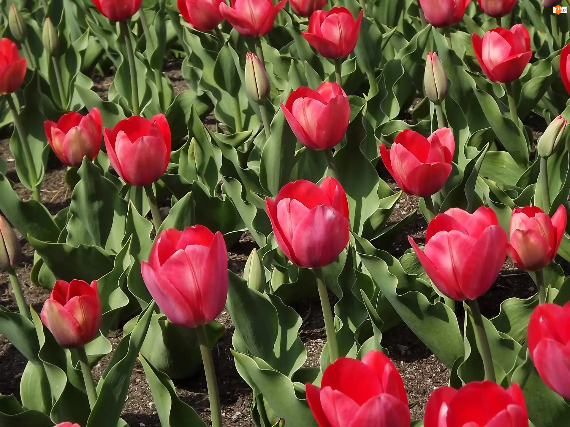Czerwone, Tulipany