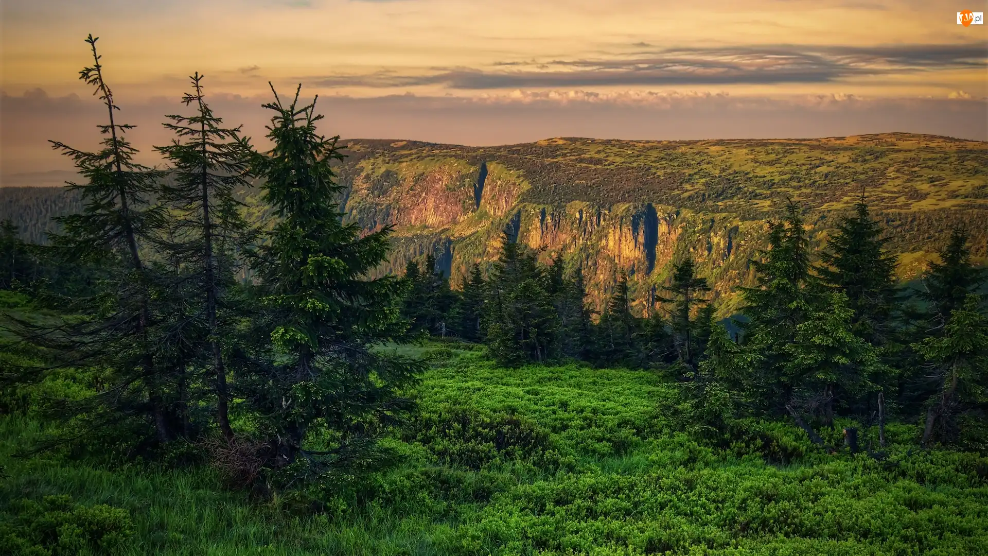 Drzewa, Trawa, Karkonosze, Góry, Świerki