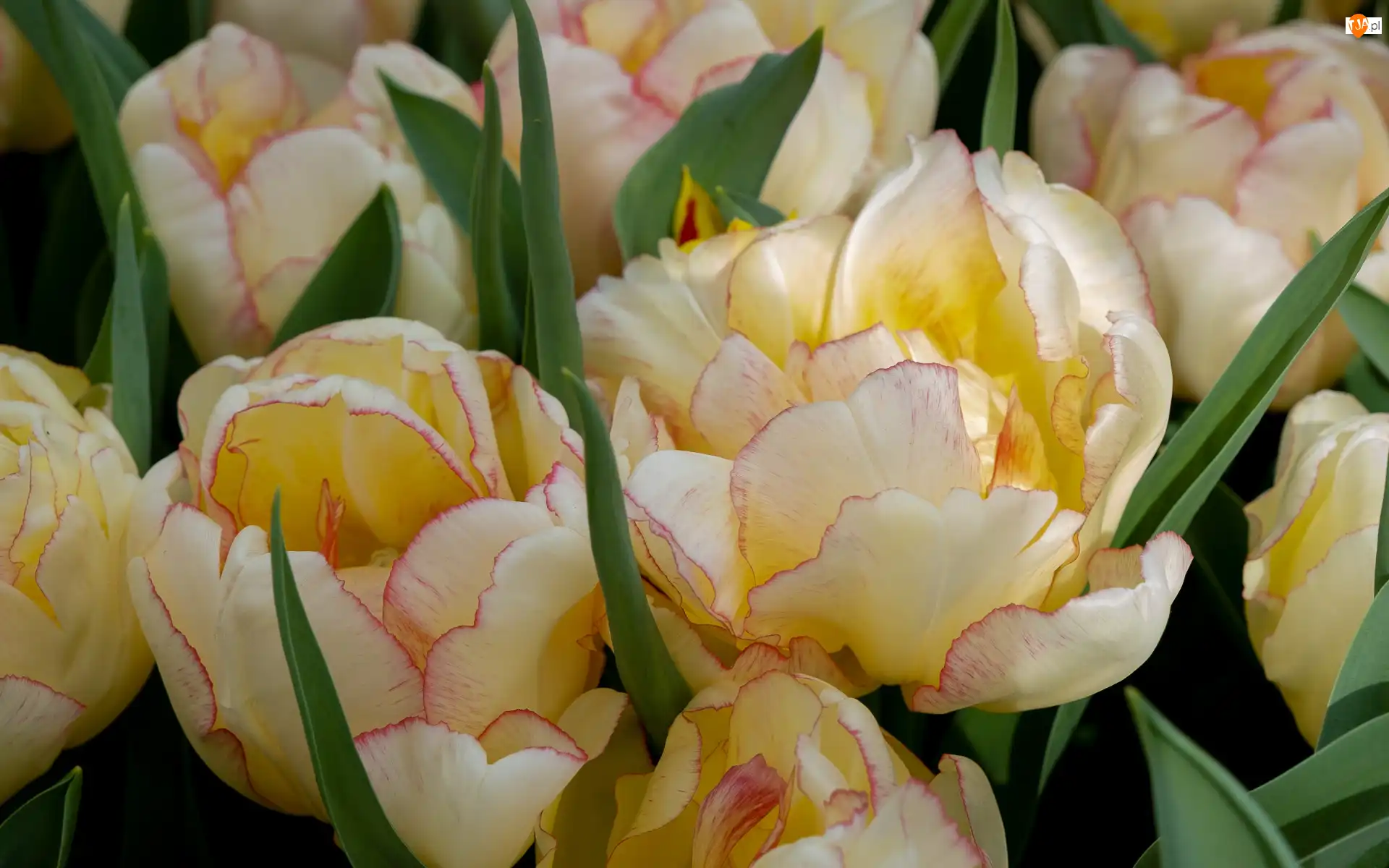 Tulipany, Liście, Żółte, Kwiaty, Bukiet