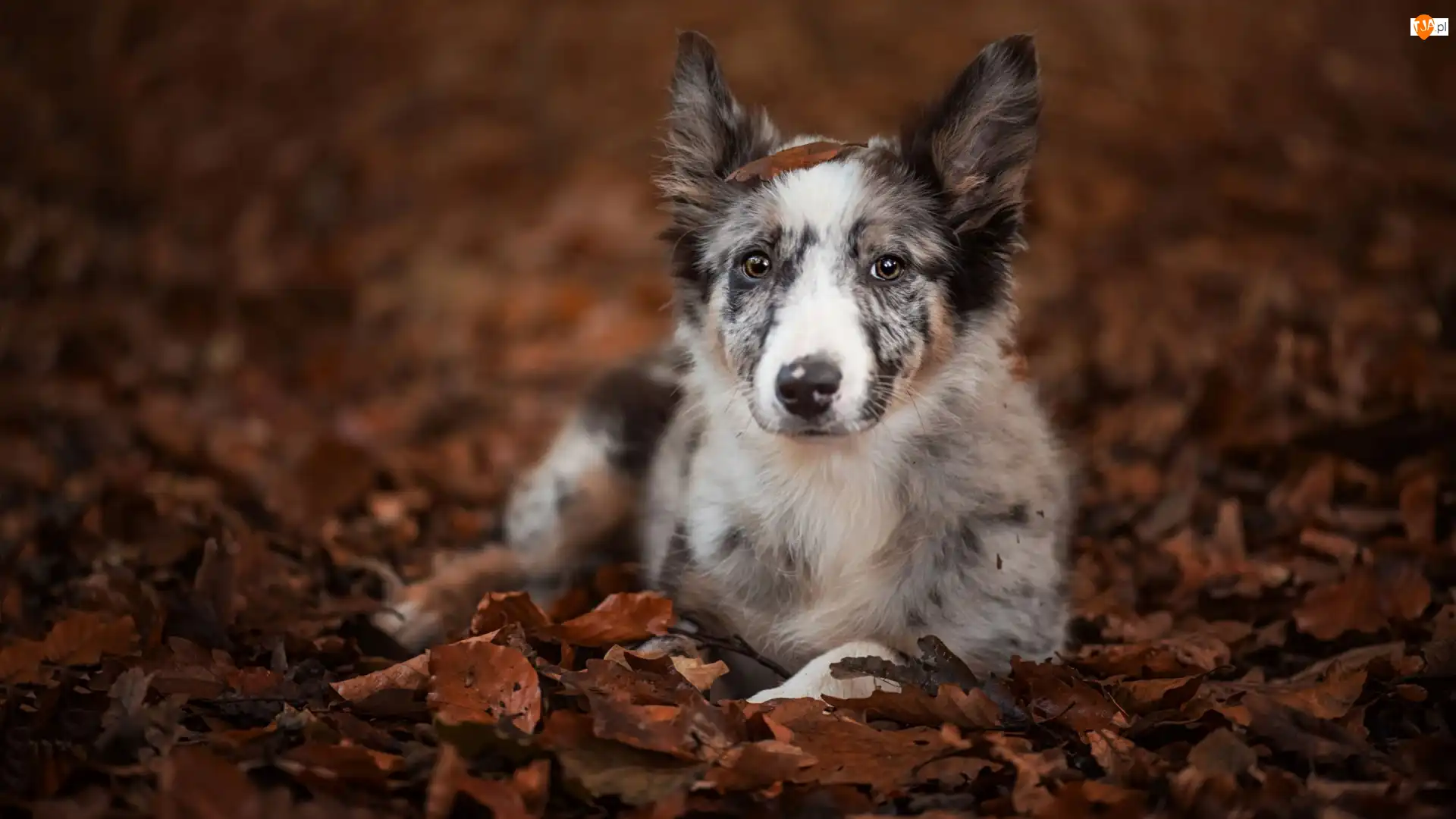 Liście, Leżący, Border collie