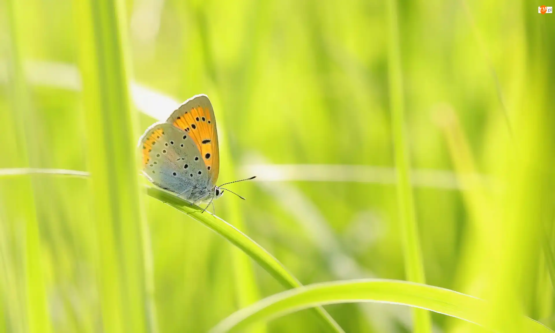 Źdźbła, Motyl, Czerwończyk nieparek, Trawa