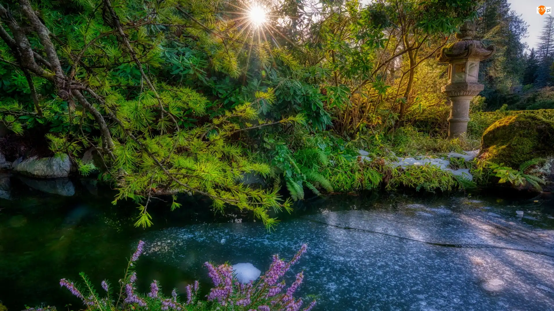 Stany Zjednoczone, Kubota Garden, Seattle, Ogród, Krzewy, Staw, Promienie słońca, Różanecznik, Latarnia, Stan Waszyngton
