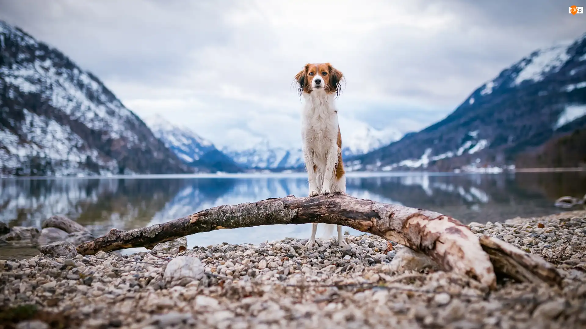 Płochacz holenderski, Kooikerhondje, Góry, Pies, Woda, Kłoda, Kamienie