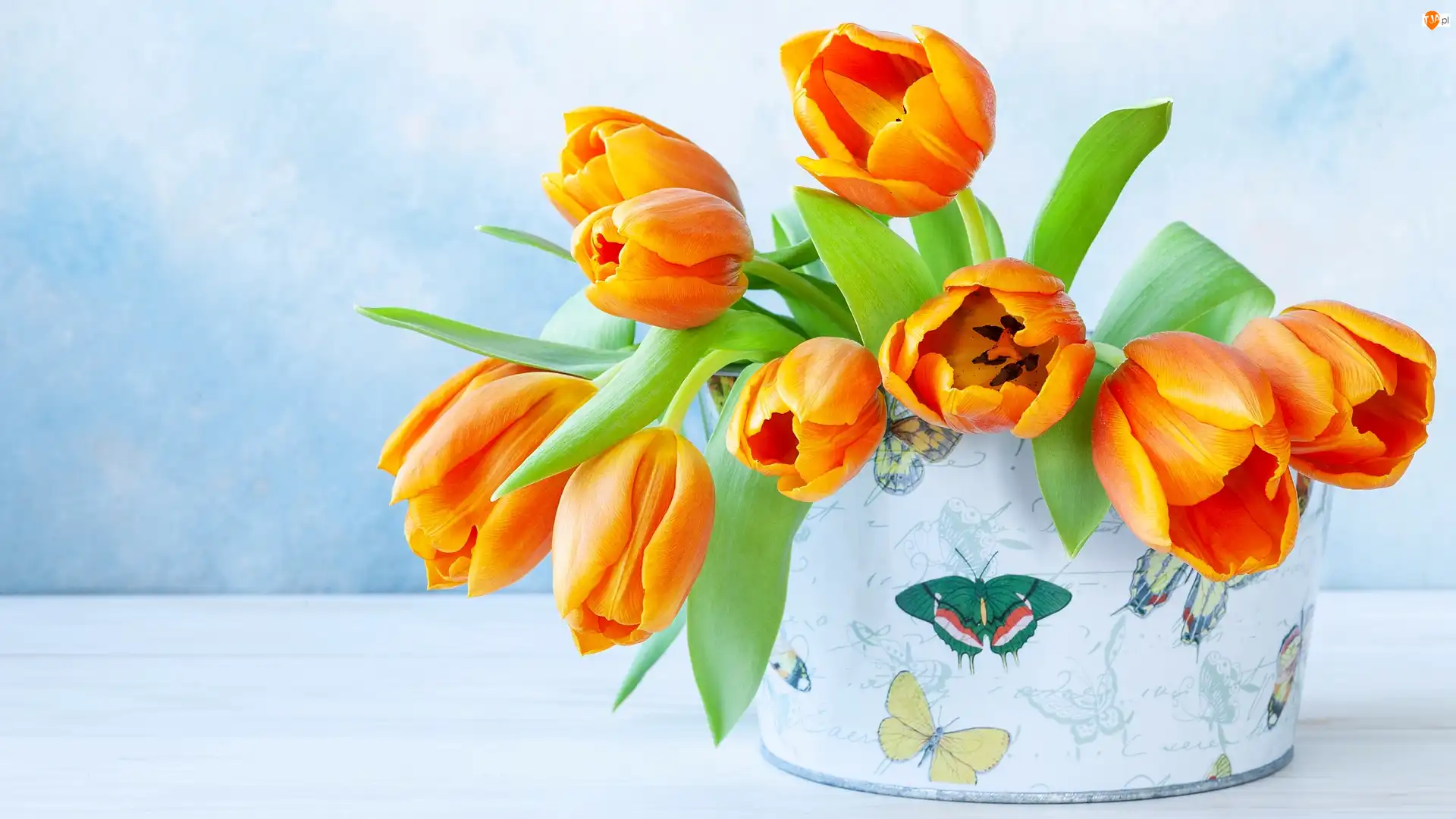 Pudełko, Tło, Tulipany, Pomarańczowe, Jasne