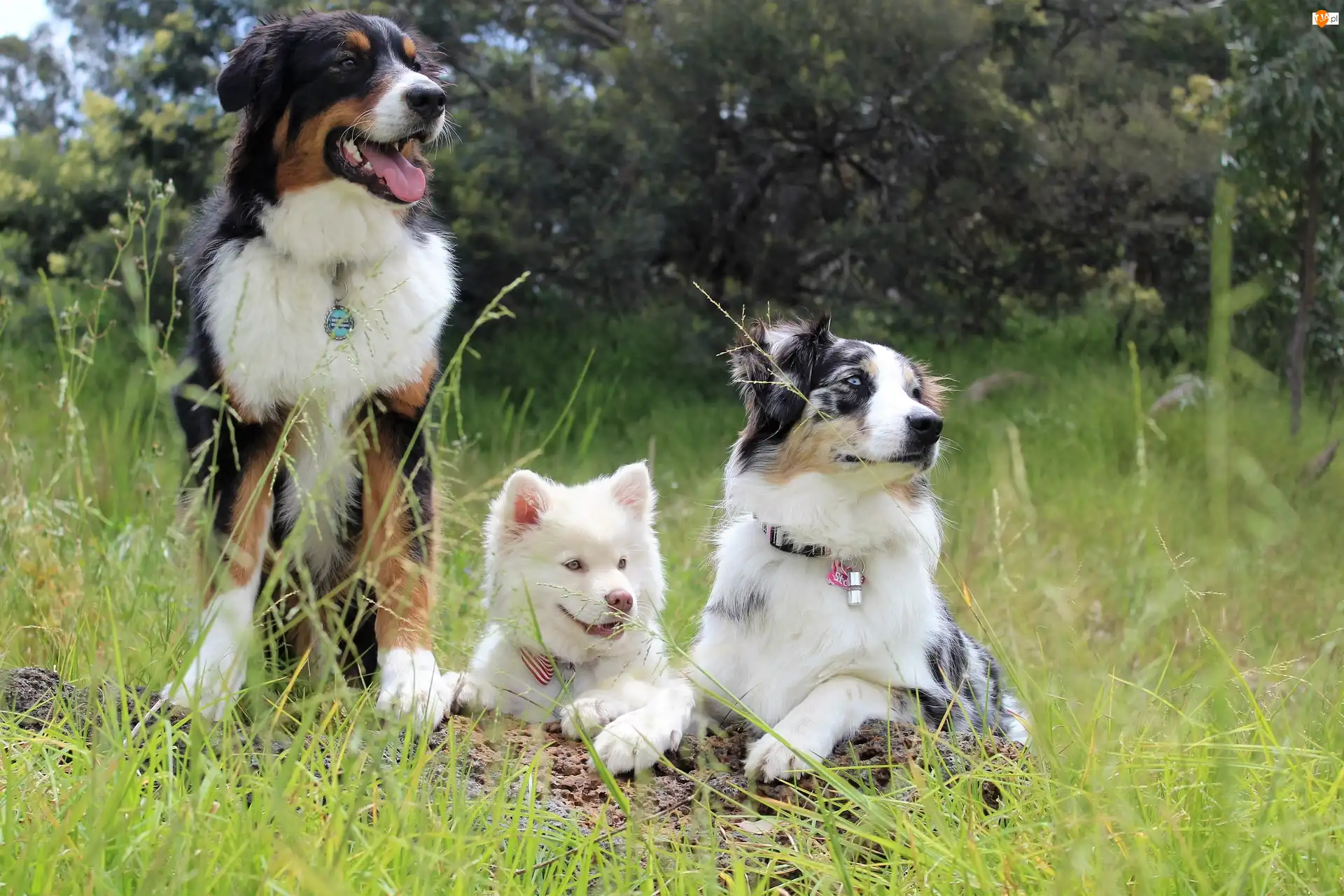 Fiński lapphund, Psy, Owczarek australijski, Border collie, Trzy