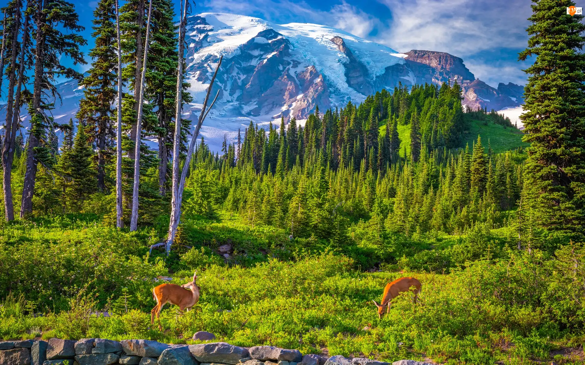 Chmury, Park Narodowy Mount Rainier, Drzewa, Stan Waszyngton, Góry, Sarny, Stany Zjednoczone, Stratowulkan Mount Rainier