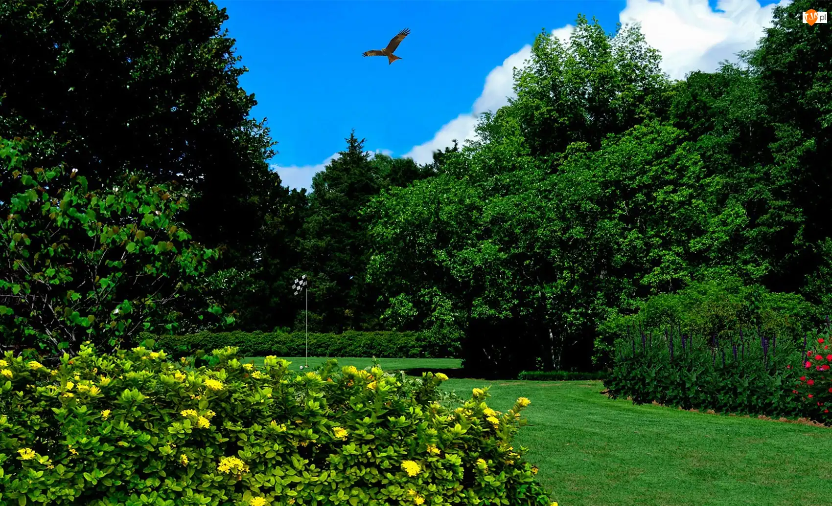 Kwiatów, Park, Ptak, Krzewy