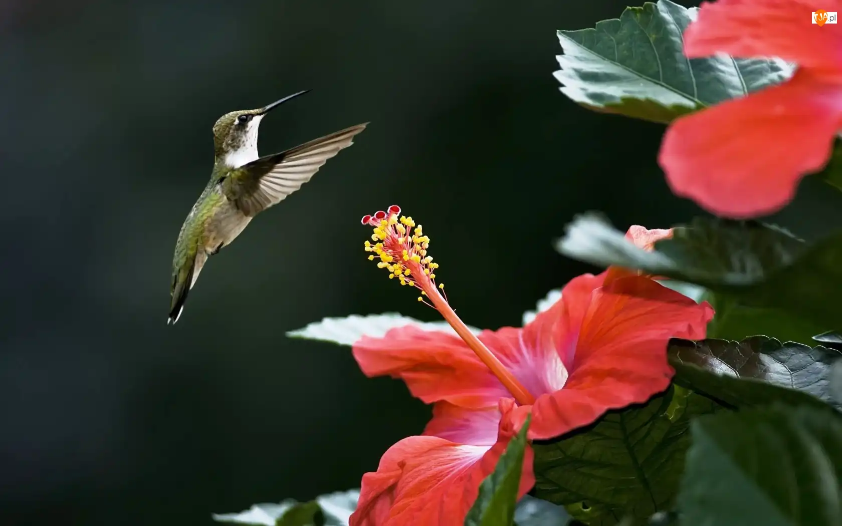 Hibiskus, Koliber