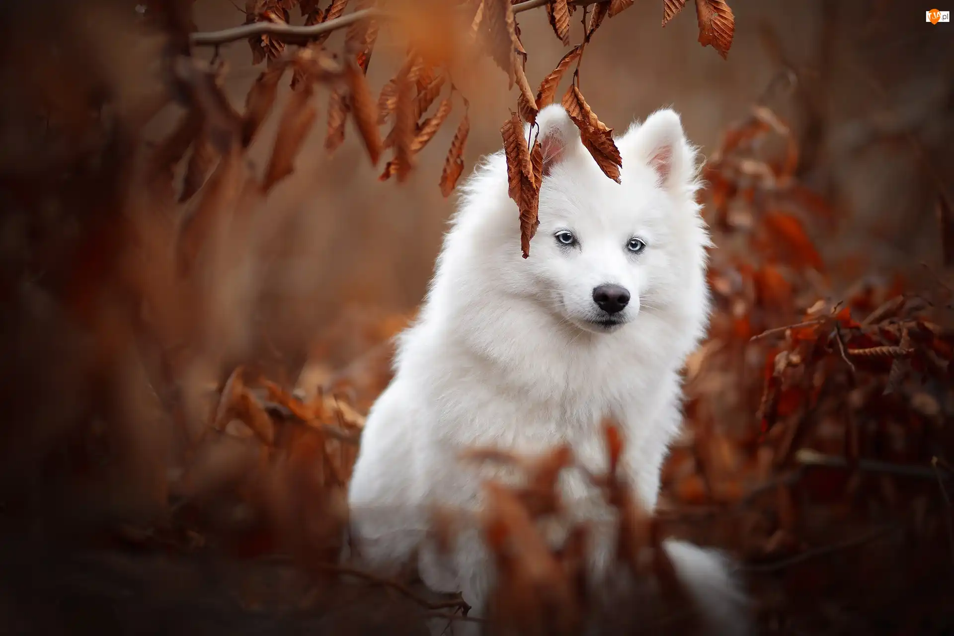 Niebieskie, Oczy, Rozmyte tło, Pies, Liście, American eskimo dog, Amerykański pies eskimoski