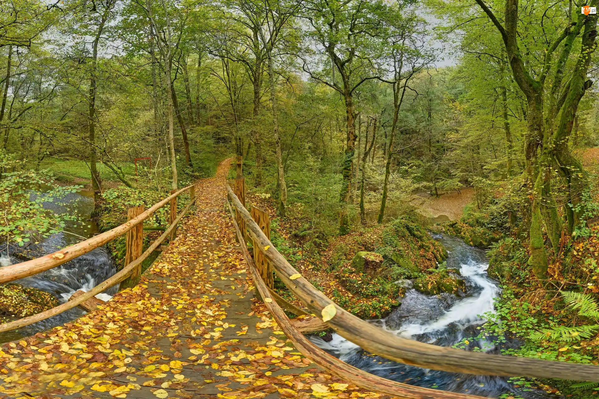 Rzeka, Niemcy, Most, Jesień, Nadrenia-Palatynat, Park, Drzewa, Leienkaul