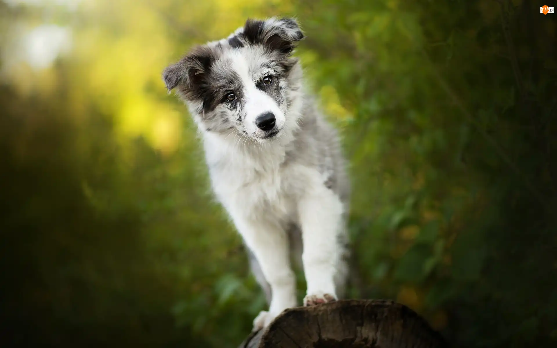 Mordka, Pies, Szczeniak, Border collie